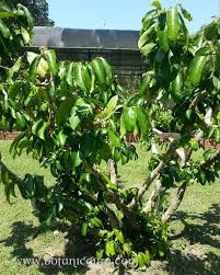 Image result for Napoleonaea