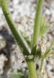 Image result for Limeum viscosum