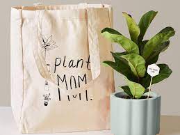 Bloomscape bromeliad aechmea pink plant. 60 Best Gifts For Mom In 2021