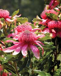 Image result for Otomeria elatior