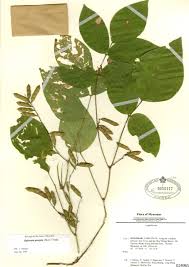 Image result for Ophrestia