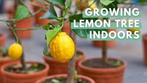 Get in on the best deals, new products and gardening tips. How To Grow A Lemon Tree Indoors Eco Peanut