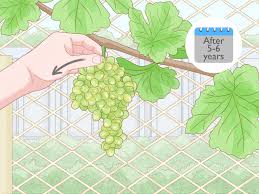 Image result for grapevine cuttings