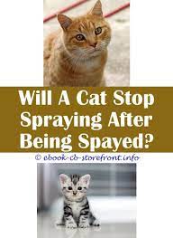 Pin En Cat Spray Diy Remover Ideas