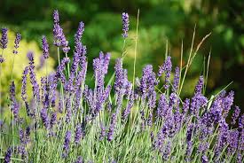 We did not find results for: Hd Wallpaper Lavender Flowers Purple Plant Nature Lavender Flowers Wallpaper Flare