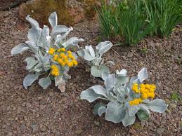 Image result for Coccinia senensis