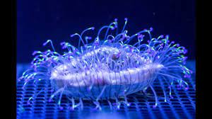 The flower hat jellyfish remains a highly colorful species of jellyfish principally native to a small area in the western pacific ocean. Welcoming Flower Hat Jellies Youtube