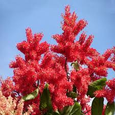 Image result for Triplaris americana