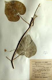 Image result for Pergularia daemia