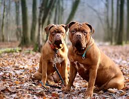 A 1982 article in a dog magazine introduced the breed to american fanciers, and the 1989 movie turner and hooch. Dogue De Bordeaux Dog Breed Info Pictures Traits Facts Doggie Designer