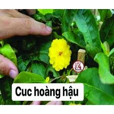 Mua Hoa mai ghép cúc hoàng hậu( Nữ Hoàng) bông chuẩn