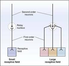 These nuclei are not directly involved in the classical relay of peripheral information but support cognitive thalamocortical functions including selective attention, memory formation or consciousness. Sensory Systems Neurophysiology Physiology 5th Ed