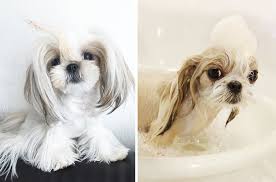 Bathing an aggressive dog can be a bit of a challenge, and dangerous if things escalate. 89 Funny Dog Pics Before And After A Bath Bored Panda