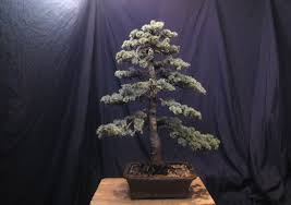 They are very suitable for bonsai purposes, but for unknown reasons cedar bonsai are quite rare. 5 Cedar Bonsai Path