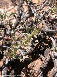 Image result for Leucosphaera bainesii