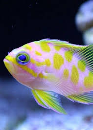 Myseajewels Colorful Fish Beautiful Sea Creatures Sea And Ocean
