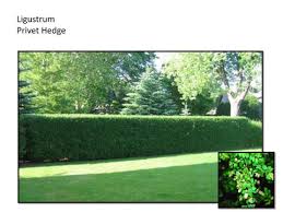 Image result for ligustrum ovalifolium
