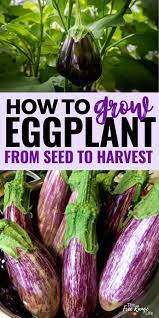 Eggplant Growing Harvest Seed Successfully Learn Expert Techniques For Growing Eggplant From Seed Grow Care Growing Eggplant Eggplant Purple Vegetables