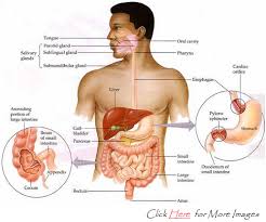 Human Body Diagram Organs Male