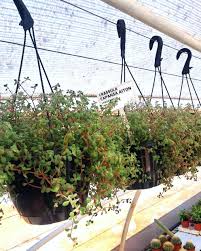 Image result for Crassula expansa