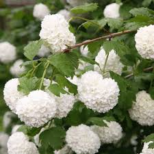 There are several different cultivars, primarily with white and pink flowers. Buy Snowball Tree Syn Viburnum Opulus Sterile Viburnum Opulus Roseum 8 99 Delivery By Crocus