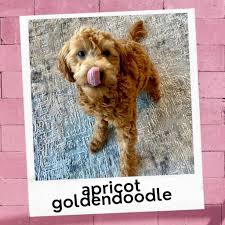 Mini golden doodle coloring pictures. What Color Are Goldendoodles With Photos Coat Color Guide Oodle Life
