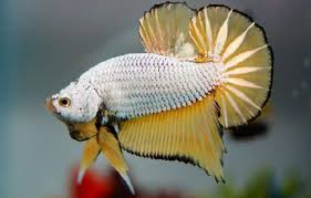 Sedikit mengenai ikan cupang, ikan ini berasal dari perairan air tawar beberapa negara di asia tenggara. 17 Jenis Ikan Cupang Hias Untuk Dipelihara Cantik Mudah Dirawat