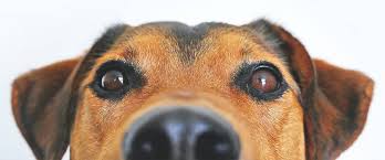 We love all animals and what we do! Our Pet Transport Services Pbs Pet Travel