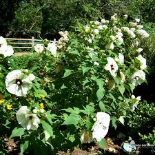 Image result for Hibiscus mechowii