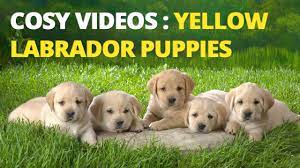 Find professional labrador puppies videos and stock footage available for license in film, television, advertising and corporate uses. Yellow Labrador Puppies Playing Feeding And Barking Cute Yellow Lab Pups Youtube