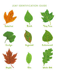Reviews of the top six tree field guides that make tree identification much easier, and links to purchase each book. P R I N T A B L E T R E E L E A F I D E N T I F I C A T I O N C H A R T Zonealarm Results