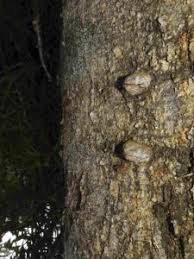 Image result for Crabbea cirsioides