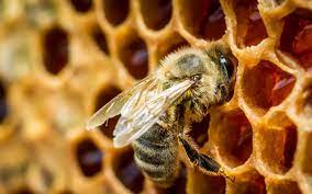 Small (300px) medium (768px) high (1024px) original file. Wallpaper Animals Bees Hymenoptera Bee 2560x1600 Px Close Up Macro Photography Invertebrate Arthropod Organism Membrane Winged Insect Nectar Honey Bee Pollinator Bee Pollen 2560x1600 Coolwallpapers 826020 Hd Wallpapers Wallhere