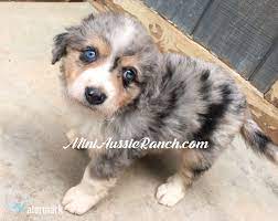 Check spelling or type a new query. Australian Shepherd Puppies For Sale California Petfinder