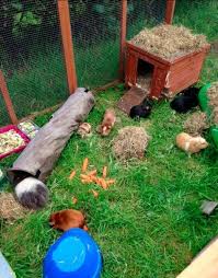 Pawhut outdoor guinea pig pet house/rabbit hutch habitat is one of the best outdoor cages for guinea pigs. Pin On Guinea Pig