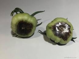 Image result for antraknóza ořešáku