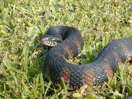 Black And Orange Snake Florida Poisonous Florida Banded Water Snake Florida Water Florida Snake