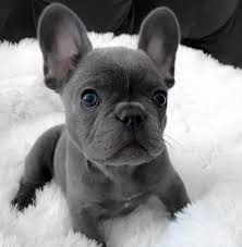 We are a boutique french bulldog breeder. French Bulldog For Sale In California French Bulldog Puppies For Sale