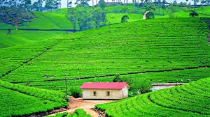Here you can find the best india desktop wallpapers uploaded by our community. 31 Tea And Nature Wallpaper Basty Wallpaper