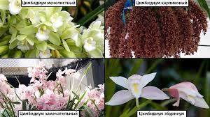 Maybe you would like to learn more about one of these? Anggrek Dengan Satu Bunga Besar Seperti Yang Mereka Katakan Jenis Varieti Orkid Dalaman Dengan Nama