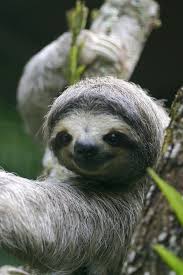 Perhaps The Most Important Piece Of Advice Figure Out Your Best Camera Angle And Work It Cute Sloth Pictures Cute Baby Sloths Sloth