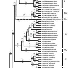 Image result for Melpomene flabelliformis