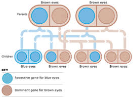 Eye Color Genetics Chart Familyeducation