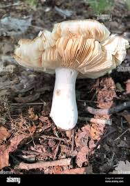Image result for Russula compacta