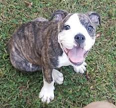 🐶 find dogs and puppies locally for sale or adoption in penticton : Pin On Look At This Face