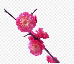 Japan Plum Blossom Flower Pink Plant Png Famous Japanese Flowers 1918259 Hd Wallpaper Backgrounds Download Feel free to send us your own. japan plum blossom flower pink