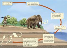 Because of this method chemistry has become intertwined with history, archeology, anthropology, and geology. Radiocarbon Dating Or Carbon 14 Dating Is Based On Isotopes Or Alternate Forms Of Carbon Animal Bones Me On A Map Dating A Narcissist