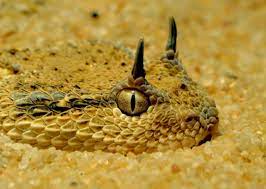 Horned Viper By Saleh Butaleb Snake Viper Snake Reptiles And Amphibians