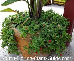 What S The Best Groundcover For Hot Hot Sun Meet Baby Sun Rose An Easy Care Plant That Thrives In Hot Dry Sunny Ar Rose Plant Care Plants Easy Care Plants