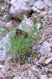 Image result for Micromeria imbricata
